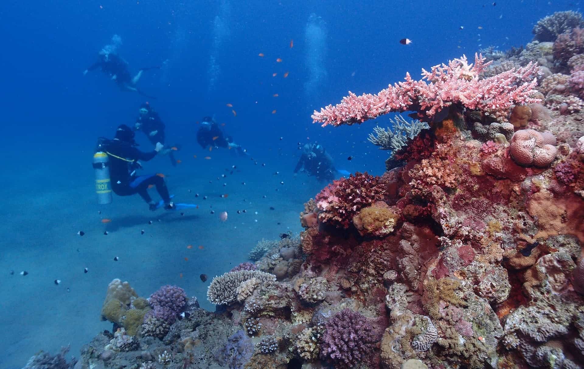 Ile kosztuje nurkowanie głębinowe w egzotycznych miejscach?